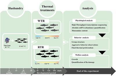 Thermal Modulation of Monoamine Levels Influence Fish Stress and Welfare